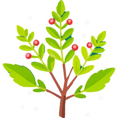 Ökseotu geleneksel bir Noel bitkisidir. Aşkı ve barışı sembolize eder. Genellikle tatil süslemelerinde kullanılır..