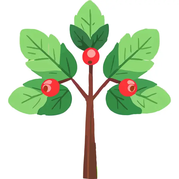 Ökseotu geleneksel bir Noel bitkisidir. Aşkı ve barışı sembolize eder. Genellikle tatil süslemelerinde kullanılır..