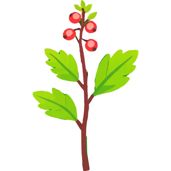 Ökseotu geleneksel bir Noel bitkisidir. Aşkı ve barışı sembolize eder. Genellikle tatil süslemelerinde kullanılır..
