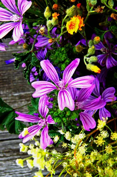 stock image The image shows a close-up view of the pink flower which has striking dark stripes running from the center to the edges of the petals.  