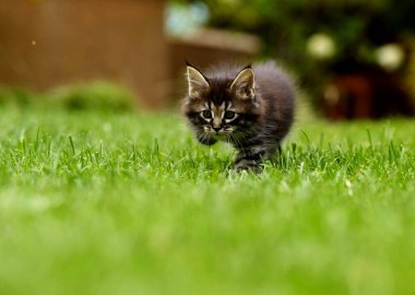 Bu resim çimenli bir alanda duran bir kedi yavrusunu gösteriyor. Yoğun, koyu tüylü ve belirgin işaretleri olan kedi yavrularına odaklanın, göz ve ağız çevresinde daha açık alanlar da dahil..