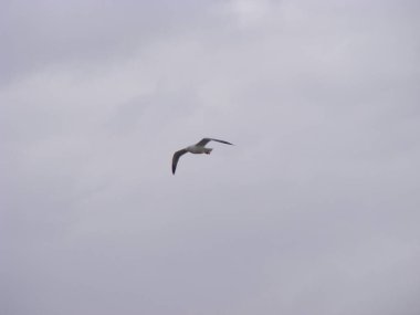 Martı gökyüzünde uçuyor.