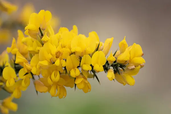 Ulex europaeus sarı çiçek