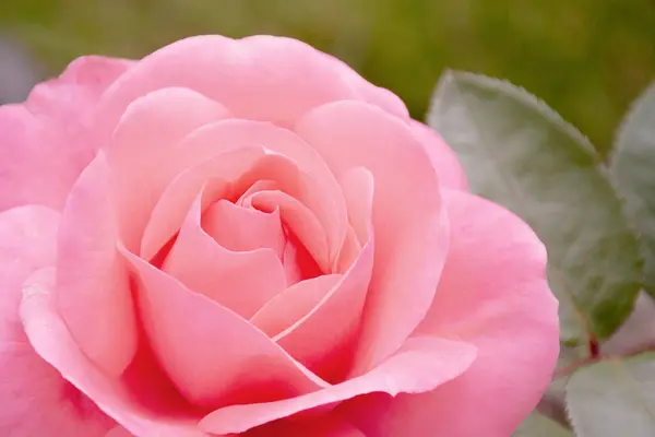 Bahçede pembe bir gül