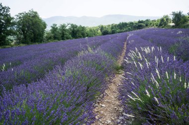 Güney Fransa 'da Levander Bölgesi