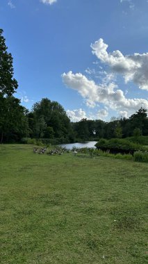 Bereketli yeşil ağaçlar ve çimenler, bulutlu mavi gökyüzünün altında sakin bir orman, gölün kenarında vakit geçiren ördekler, doğa parkında çekilmiş bu fotoğraf doğanın güzelliğini vurguluyor.