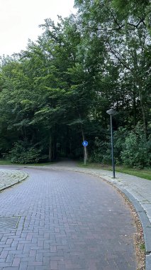 Ağaçların arasında sessiz bir orman yolu, gökyüzünün altındaki yemyeşil bir ormanda çekilmiş bu fotoğraf doğanın güzelliğini ön plana çıkarıyor.