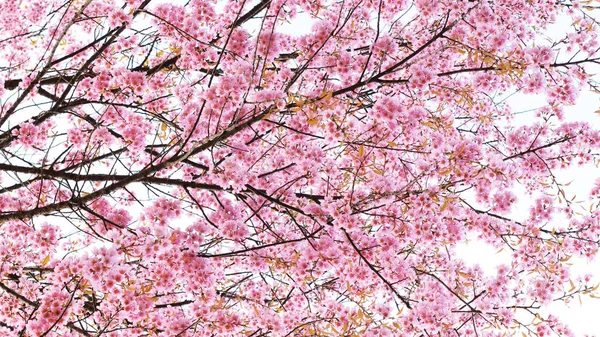 Rama Sakura Floreciente Con Flores Rosadas Naturaleza —  Fotos de Stock