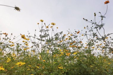 Doğadaki güzel kozmos çiçeğine yakın.