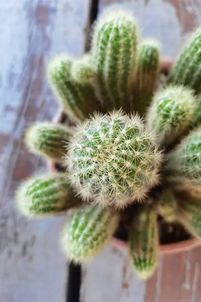 Fazékban Lévő Kaktusznövény Közelsége — Stock Fotó