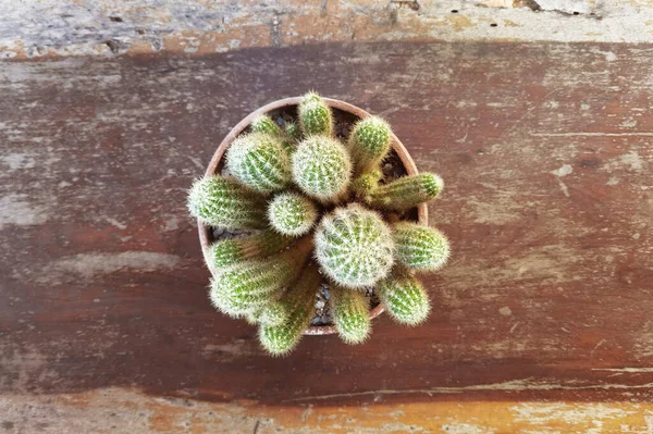 Zavřít Kaktusovou Rostlinu Květináči — Stock fotografie
