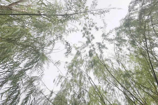 Lansekap Pohon Besar Dengan Latar Belakang Alam — Stok Foto