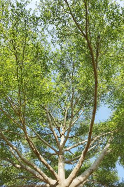 Doğanın arka planına sahip büyük ağacı düzenle