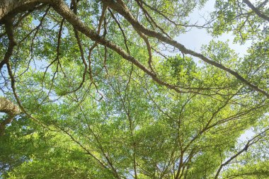 Doğanın arka planına sahip büyük ağacı düzenle