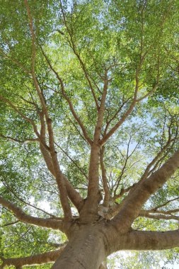Doğanın arka planına sahip büyük ağacı düzenle