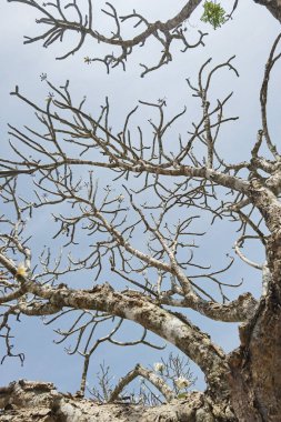 Doğanın arka planına sahip büyük ağacı düzenle