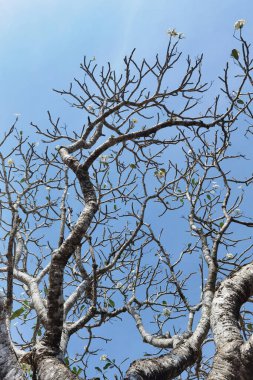 Doğanın arka planına sahip büyük ağacı düzenle