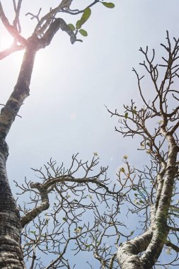 Doğanın arka planına sahip büyük ağacı düzenle