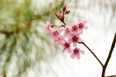 Tayland 'da Phaya suae çiçeği veya sakura çiçeği
