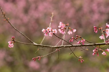Tayland 'da Phaya suae çiçeği veya sakura çiçeği