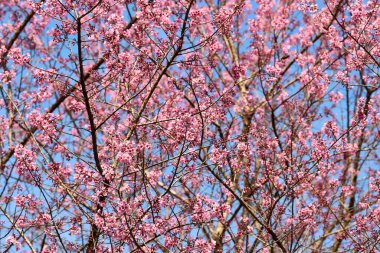 Tayland 'da Phaya suae çiçeği veya sakura çiçeği