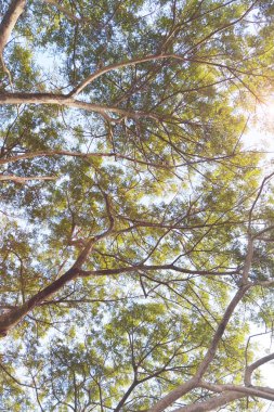 Doğanın arka planına sahip büyük ağacı düzenle