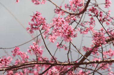 Tayland 'da Phaya suae çiçeği veya sakura çiçeği