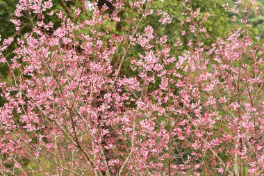 Tayland 'da Phaya suae çiçeği veya sakura çiçeği