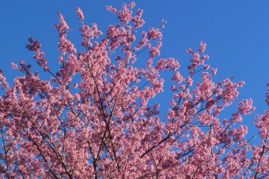 Tayland 'da Phaya suae çiçeği veya sakura çiçeği