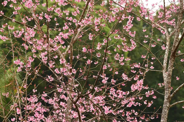 Kwiat Phaya Suae Lub Kwiat Sakura Tajlandii — Zdjęcie stockowe