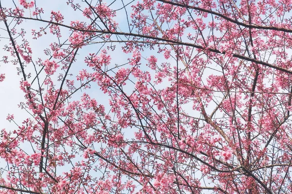 Phaya Suae Virág Vagy Sakura Virág Thaiföldön — Stock Fotó