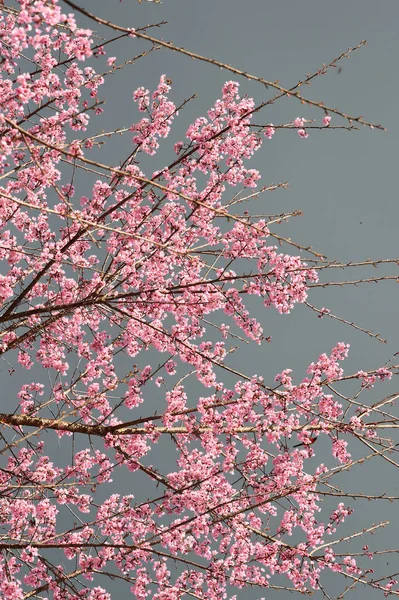 Phaya Suae Blume Oder Sakura Blume Thailand — Stockfoto