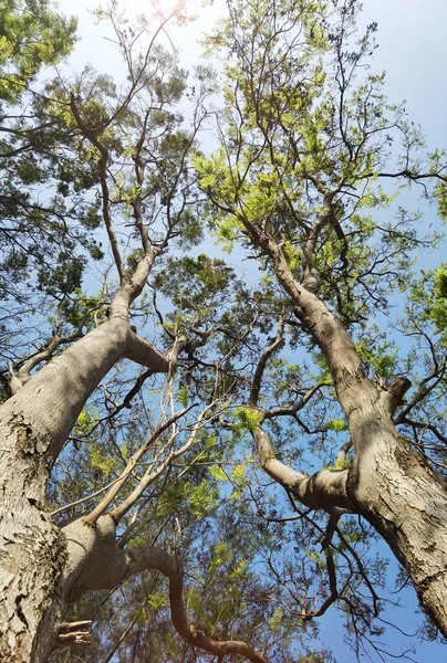 Landskap Det Stora Trädet Med Naturen Bakgrund — Stockfoto