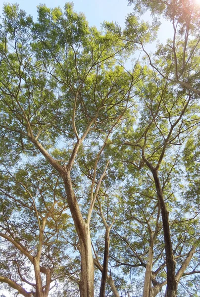 나무와 자연의 배경을 배경으로 — 스톡 사진