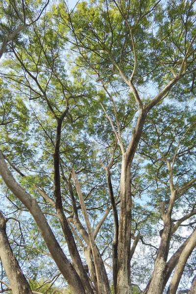 Krajina Velký Strom Přírodou Pozadí — Stock fotografie