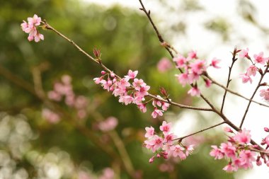 Tayland 'da Phaya suae çiçeği veya sakura çiçeği