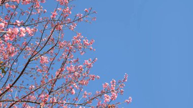 Tayland 'da Phaya suae çiçeği veya sakura çiçeği