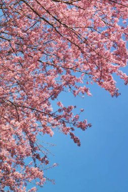 Tayland 'da Phaya suae çiçeği veya sakura çiçeği