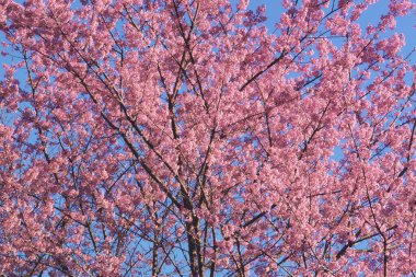 Tayland 'da Phaya suae çiçeği veya sakura çiçeği