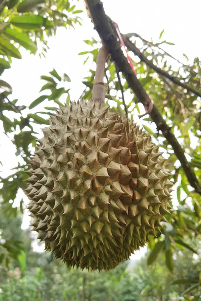 Close Durians Hanging Tree — Fotografia de Stock