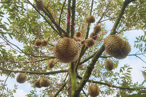 Close Durians Hanging Tree — Zdjęcie stockowe