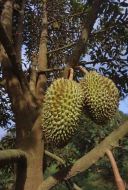 Ağaçta asılı duran duranların yakınına.