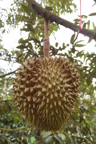 Zbliżenie Durianów Wiszących Drzewie — Zdjęcie stockowe