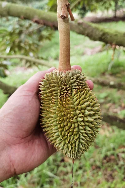 Detailní Záběr Mladé Durian Ovoce Visí Větvi — Stock fotografie