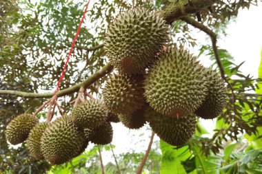 Ağaçta asılı duran duranların yakınına.