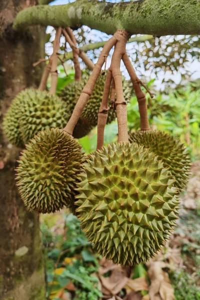 Detailní Záběr Durianů Visících Stromě — Stock fotografie