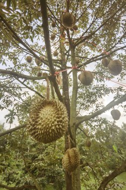 Ağaçta asılı duran duranların yakınına.