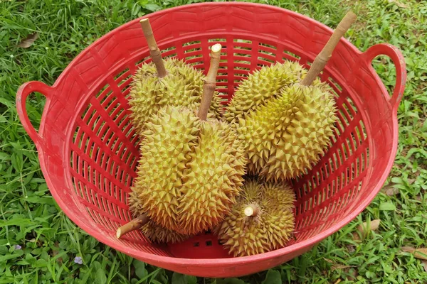 Zblízka Durianů Červeném Koši — Stock fotografie