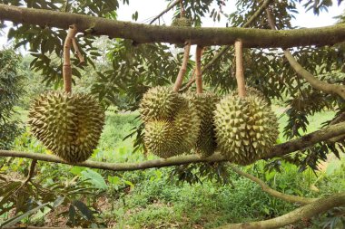 Ağaçta asılı duran duranların yakınına.
