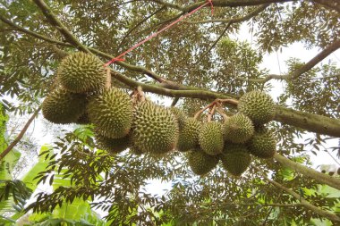 Close up of durians hanging on the tree